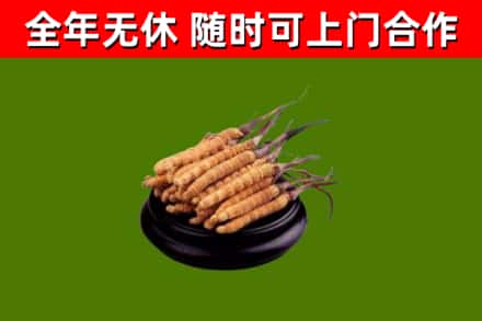 项城市回收冬虫夏草