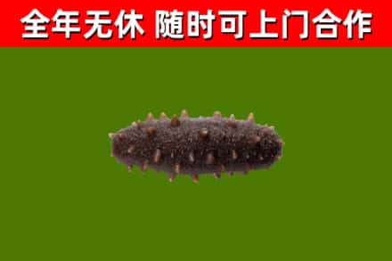 项城市回收海参干
